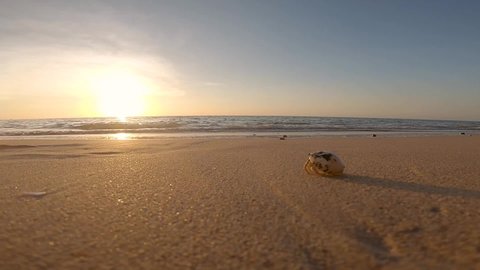 
Hermit crab walking on the beach