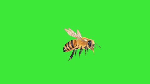 371 Bee green screen Stock Video Footage - 4K and HD Video Clips ...