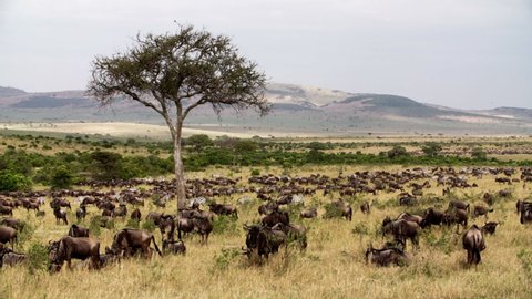 Herds of African Buffalos (Syncerus caffer) and Zebras (Equus quagga) walking through a savanna and eating grass. The many glorious animals peacefully coexist in the near endless fields of Kenya.