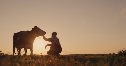 The silhouette of a farmer near a cow. In the field at sunset.