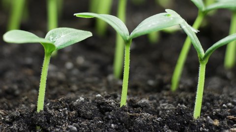 Germinating seed Stock Video Footage - 4K and HD Video Clips | Shutterstock