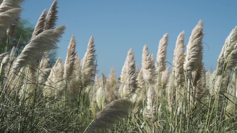 

Plumerillo Plant Duster Of The Pampa Pampa Grass Argentina Field