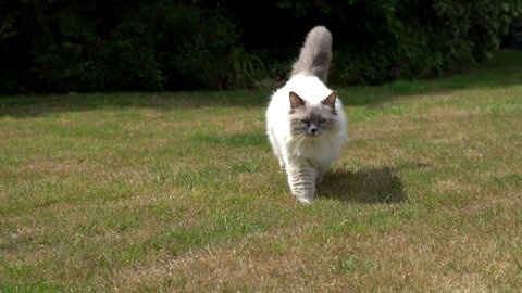 A fluffy ragdoll cat runs towards the camera. Pure breed indoor cat enjoys supervised time outside in the garden. Real time motion