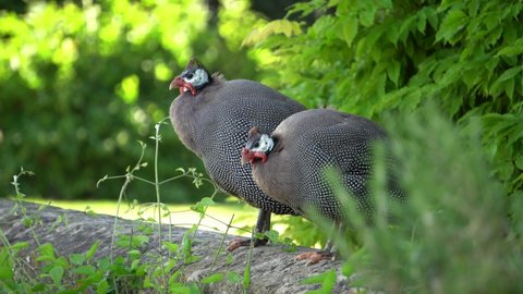 Two guinea fowl standing together on a wall with nature scenery in the background. Their feathers move and blow around in the wind.	
