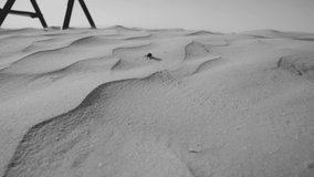 a beetle in the desert runs on the sand, black and white video