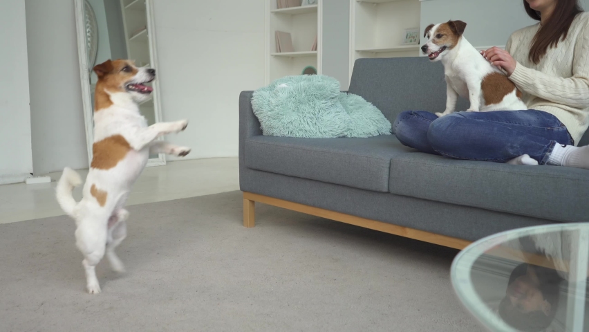 The dog is dancing in front of the owner | Shutterstock HD Video #1068719957