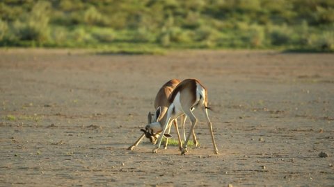 Two male springbok clashing horns in the plains of the Kgalagadi Transfrontier Park.
