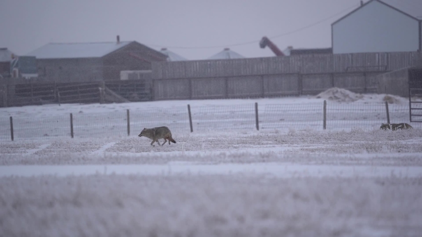 Coyotes running in slow motion with a farm behind during a cold winter. Royalty-Free Stock Footage #1068720266