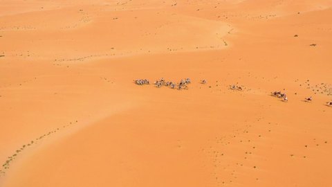 Aerial view overlooking a camel cavalcadeing over the Arabian desert, sunny day, in Saudi Arabia - pan, drone shot