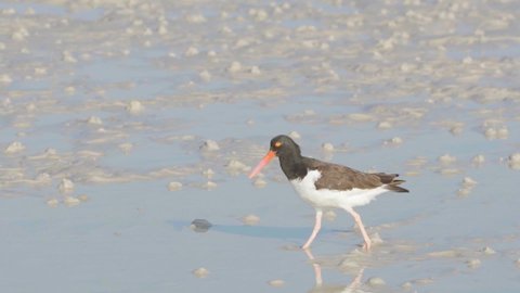 oystercatcher walking along sandy low tide flats and poking beak in and out of sand to feed in slow motion
