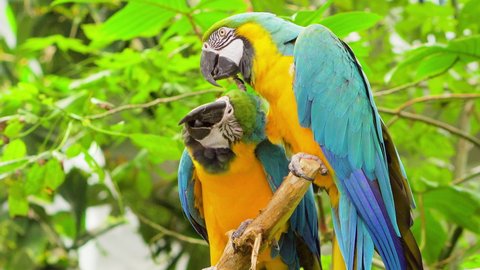 Lovely loving colourful kakapo parrot scratching itchy feathers on girlfriend bird exotic birds parrots in jungle south American subtropical travelling warm climate trees valentines day heart amazon