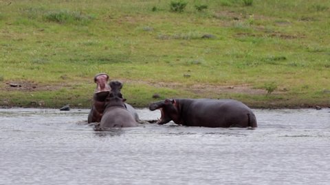 Three young hippos play fight in Kruger National Park savanna pond