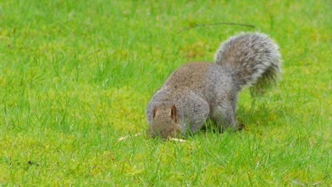 Gray Squirrel on green grass digging and sniffing for food. Day time UK North London Borehamwood