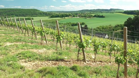 Vineyard in Cotes de Nuits in Burgundy