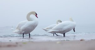 Swans and washing waves on the beach