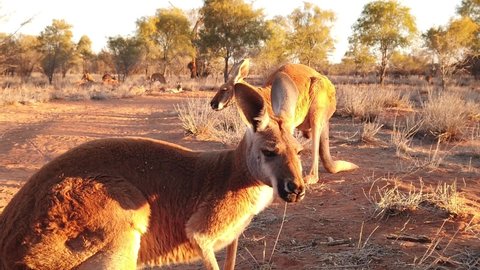 SLOW MOTION of 2 red kangaroos jumping on red sand of outback central Australia in the wilderness. Australian Marsupial in Northern Territory, Red Centre. Desert landscape at sunset. Macropus rufus