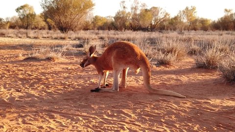 SLOW MOTION of adult red kangaroo, Macropus rufus, standing on the red sand of outback central Australia. Australian Marsupial in Northern Territory, Red Center. Desert landscape at golden sunset.