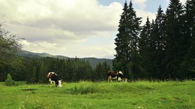 Two Cows grazes on a mountain field on a background of forests. Landscape of a field with a cows on a pasture.