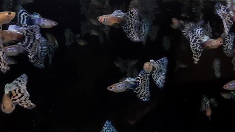 White mosaic guppy fish on a fish tank