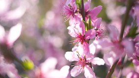 Closeup view 4k video footage of beautiful pink spring blossom flowers of blooming trees. Natural sunny blurred springtime garden background