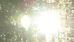 Video of Sunny forest slider shot 