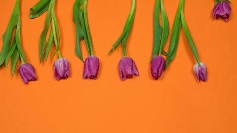 Stop motion animation of seven organic purple tulips growing from top to bottom against an orange background. The concept of spring holidays and women's day.