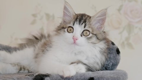 Pretty Siberian longhaired kitten is lying on bed, 4k