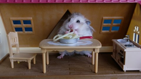 cute hamster pet eating spaghetti for lunch in the doll's toy house