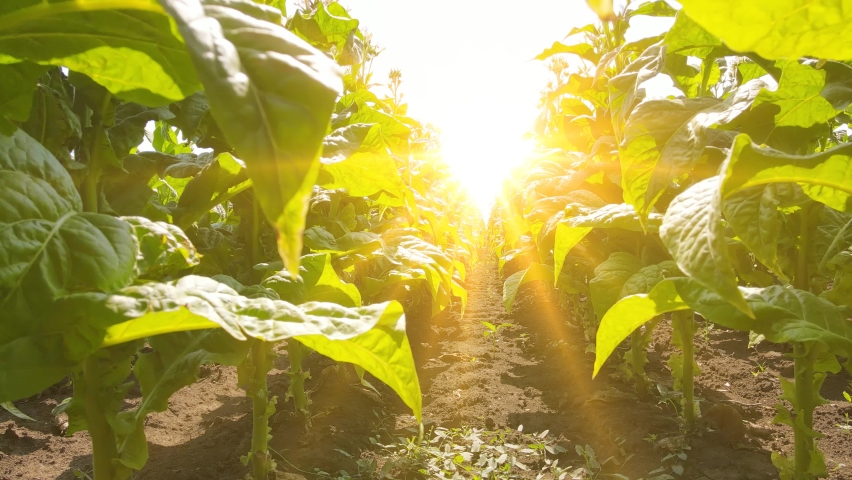 Walking through a field of tobacco between the rows and shining sun at sky, point of view. Farmer controls the condition of the crop on a bright summer day | Shutterstock HD Video #1068746228