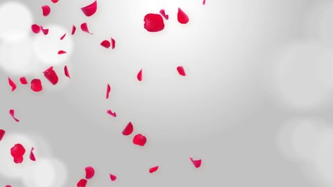 Random Rose petals against white loop background Green Screen. Great for Presentation, forms, ad, Valentine s day,Wedding, Birthday, Celebration, Carnival, Party or Holiday, Anniversary, Women day.