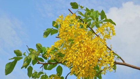 timelapse motion of golden shower flowers bouquet with green leaves over blue sky and white clouds in the wind a beautiful yellow blossom flower of golden chain tree or cassia fistula in summer
