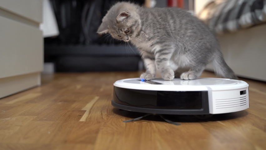 Automatic equipment helping in household. Funny kitten of Scottish Straight breed of gray color with stripes plays at home while an automatic robot vacuum cleaner cleaning room. Smart home appliances. | Shutterstock HD Video #1068749540