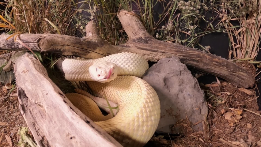 albino western diamondback rattlesnake rattling and tongue flicking approaching pov camera extremely close slomo
