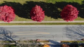 Top down aerial of scarlet red maple trees in autumn lining quiet street. Shadow of spooky tree on road pavement.