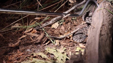 snake expert wrangling rattlesnake in the dark slomo