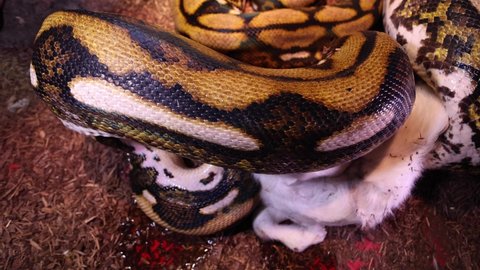 reticulated python biting baby goat head in prep to swallow closeup slomo
