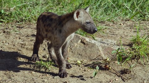 Slow motion of a Spotted Hyena cub turning and walking, Kruger National Park. 