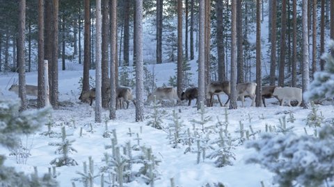 Large caribou, reindeer herding through pine forest at dawn in Lappland, Sweden. Beautiful static wide shot