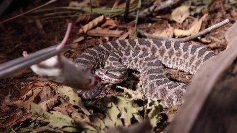 rattlesnake strikes dead mouse in the dark to be coaxed into meal before wrangling slomo