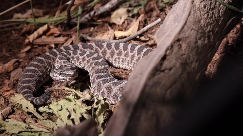 massasauga rattlesnake under spotlight in the dark rattling tail flicking tongue slomo