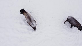 bison herd rising view winter snowing - Powered by Shutterstock - Get 15% off with code: PIKWIZARD15