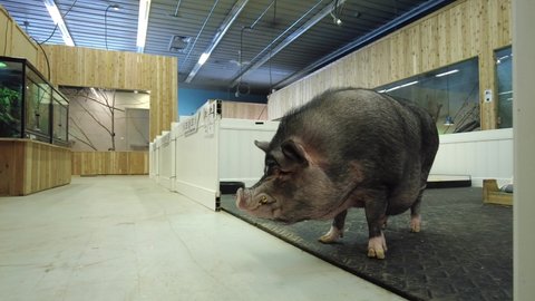 giant pet pig roaming free in wildlife sanctuary