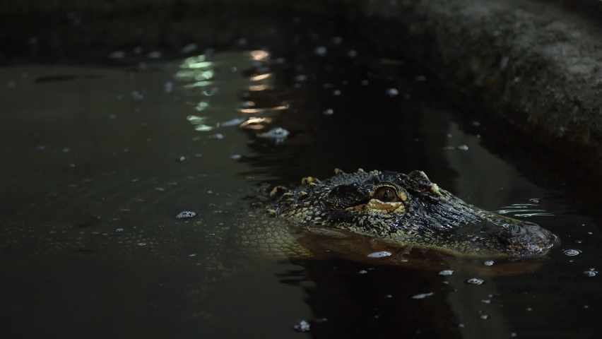 scary alligator slow motion eye blinking