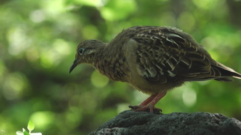 Galapagos Dove Puffing Feathers with Bright Blue Eye Ring and Red Feet on Isabella Island