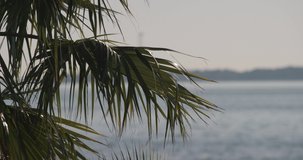Palm tree leaves blowing in wind with ocean backdrop