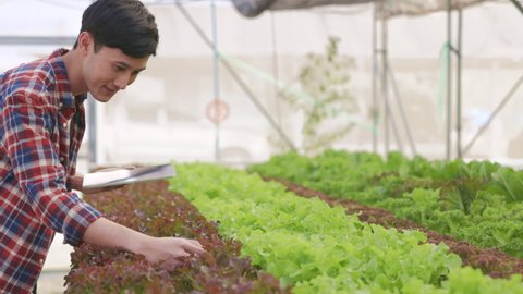 Smart farm and farm technology concept.Smart young asian farmer  using tablet to check quality and quantity of organic hydroponic vegetable garden at greenhouse .