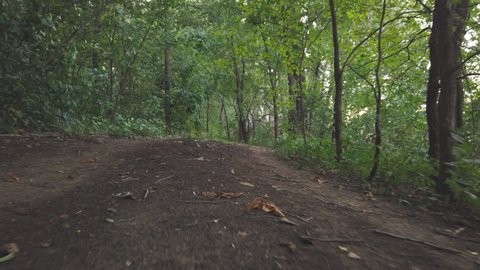 The camera moves above a forest dirt road among dense trees with green foliage