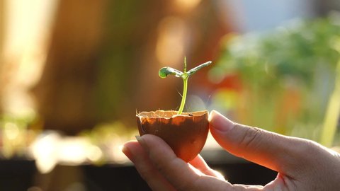 Healthy and strong seedling growing rapidly from good soil nutrients ,water, air and light ,4K video.
Hand holding seedling in egg shell  and pouring water.