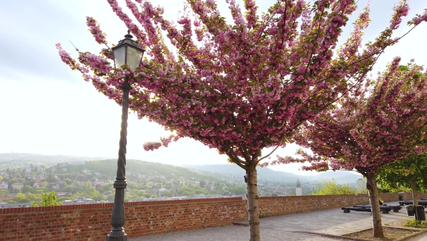 Cherry branch with flowers in spring bloom at Toth Arpad Lane, Budapest - Hungary