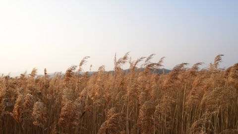 Reed Field in Suncheon, South Korea. The sound of reeds and migratory birds swaying in the wind.